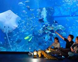 The complex is also home to one of the biggest aqu The complex is also home to one of the biggest aquariums in West Jakarta named Jakarta Aquarium and Safari so that the visitors can have a visit to th